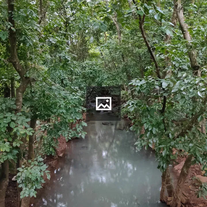 Serene forest stream