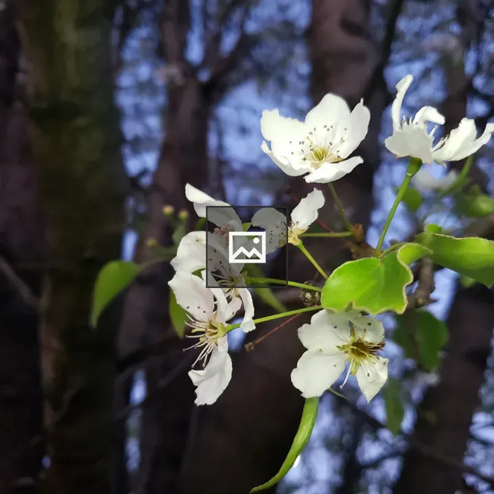 White flowering tree
