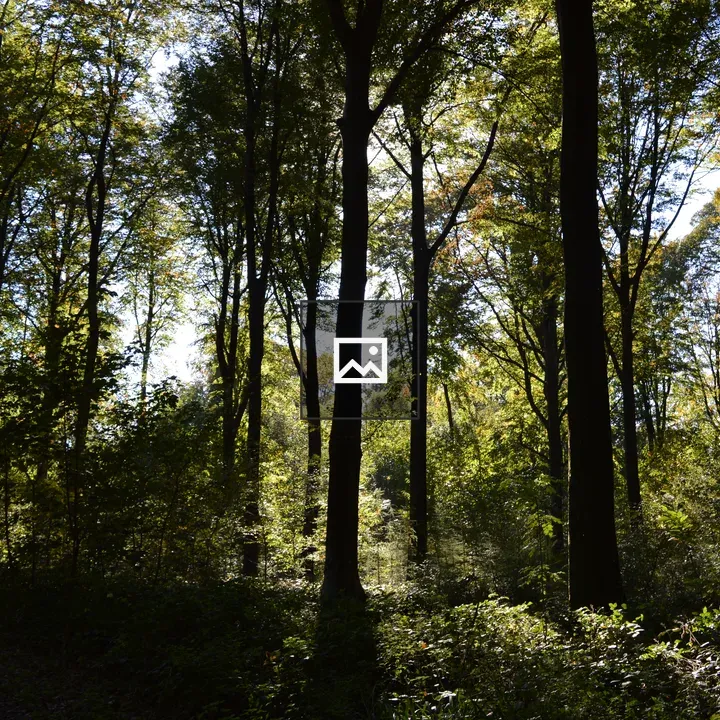 Sunlight in the forest