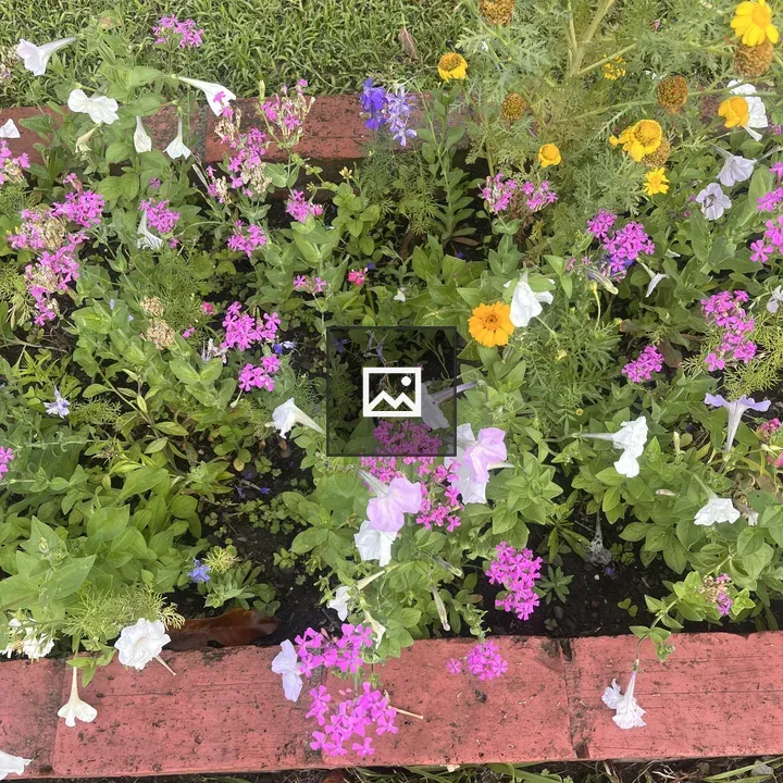 Garden bed with colorful flowers