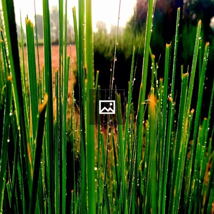 Nature grass landscape