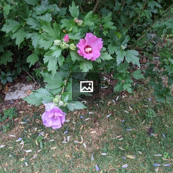 Pink flowers on green plant