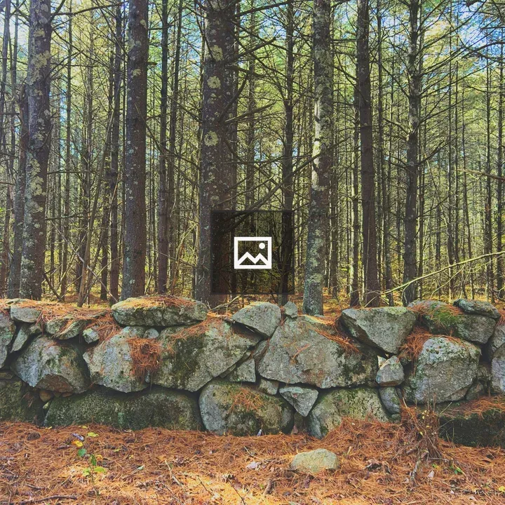 Pine needles on old stone wall