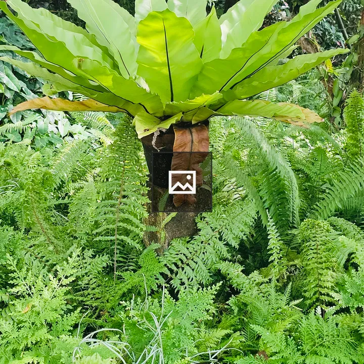 Bird’s nest fern in garden setting