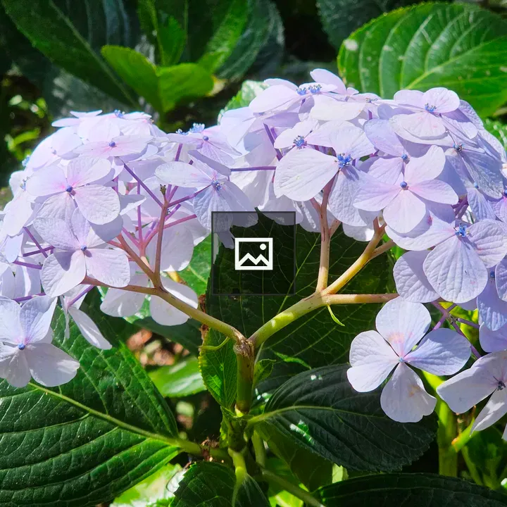 Violet White Hydrangea Flowers