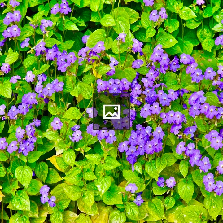 Violet Ice flowers