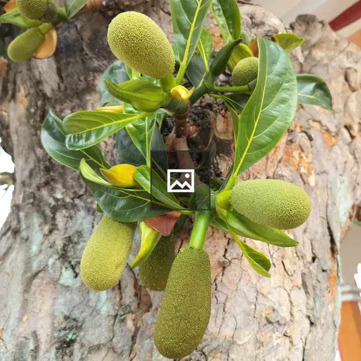 Baby jackfruits on branch