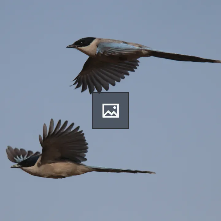 Red-billed Blue Magpie in Flight