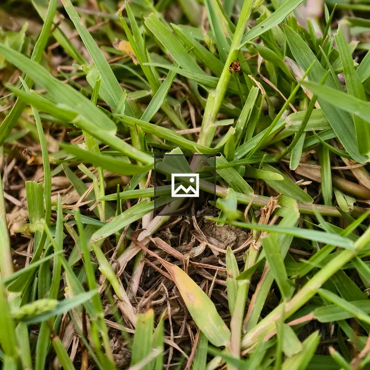 Close-up of Grass Blades and Seeds