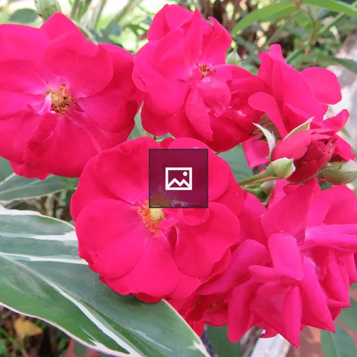 Cluster of red rose blossoms