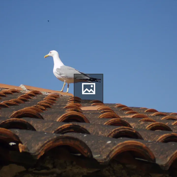 Seagull on Terracotta Roof Ridge
