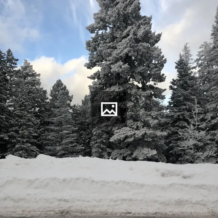 Tall coniferous trees in snow