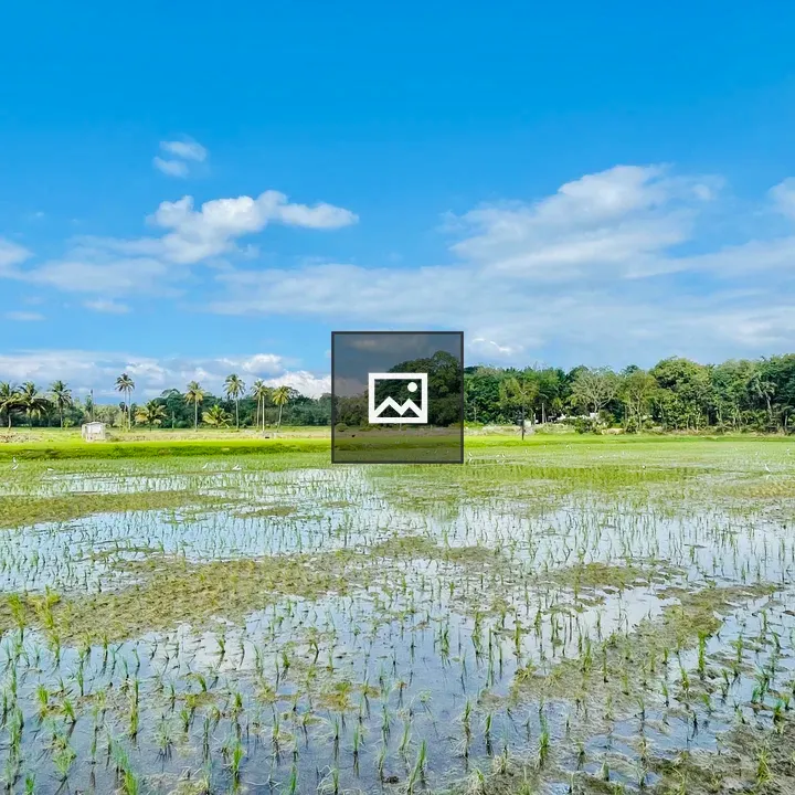 Paddy fields in Thenkurissi