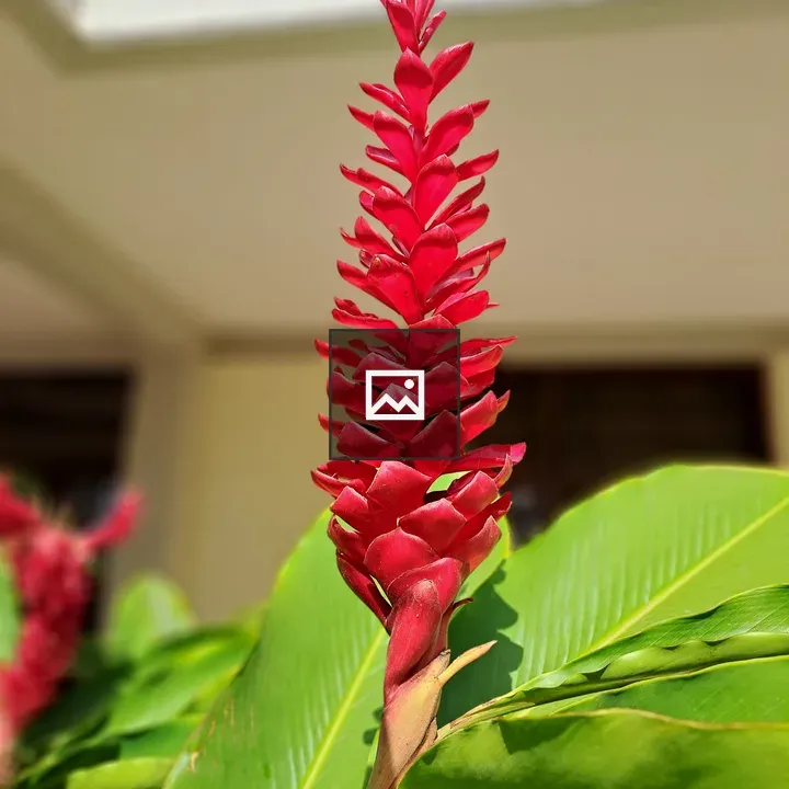 Red ginger lily close-up