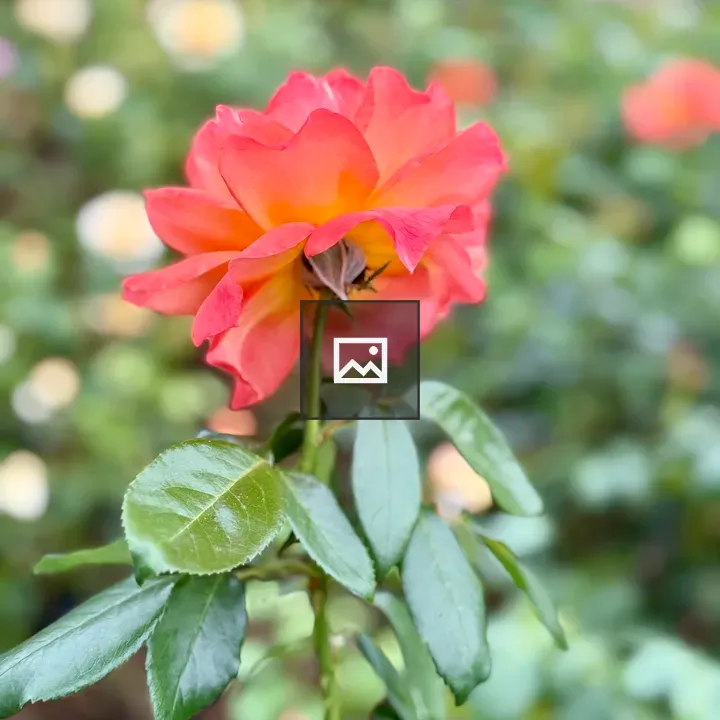 Orange and yellow gradient rose