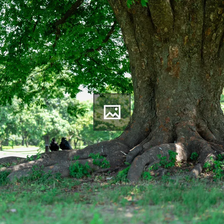 Massive tree in shaded park
