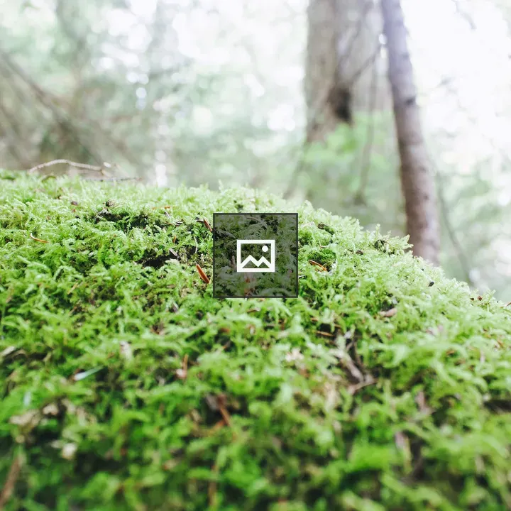 Moss on forest floor
