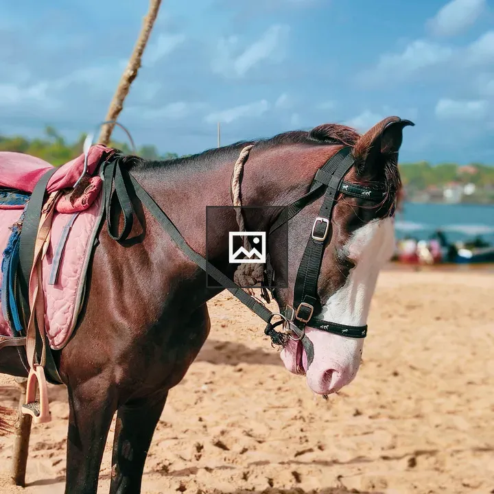 Horse on sandy beach