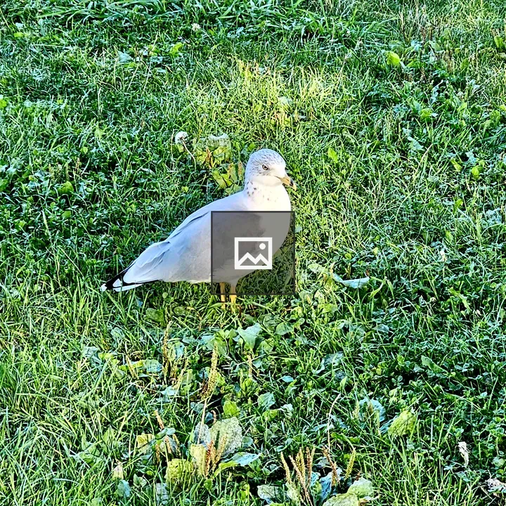 Seagull on Grass at Niagara Falls Park