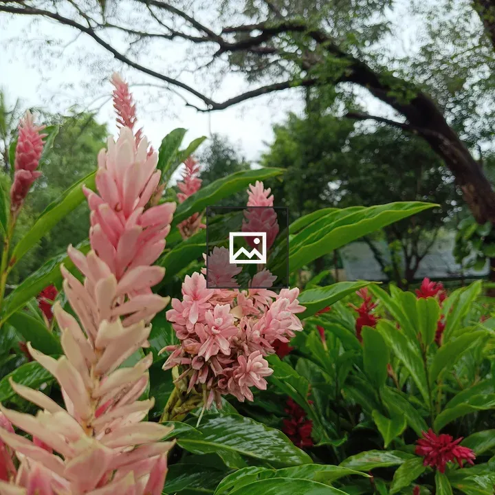 Pink flowers with long leaves