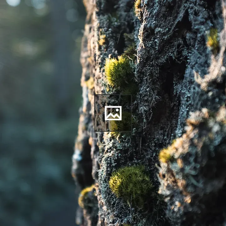 Three mossy sections by a tree