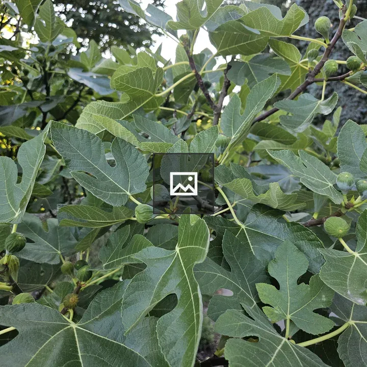 Fig tree with unripe fruit
