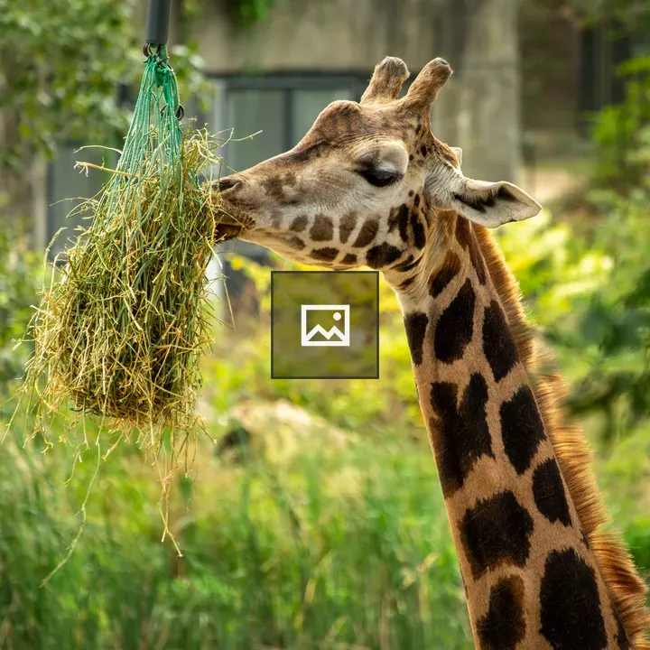 Giraffe Feeding at Burger's Zoo