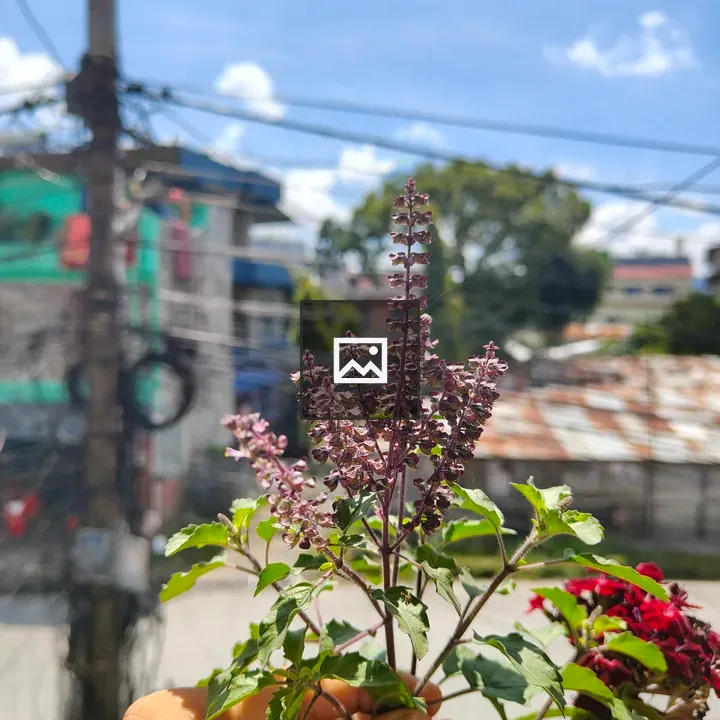 Hand Holding Purple Flower Stem