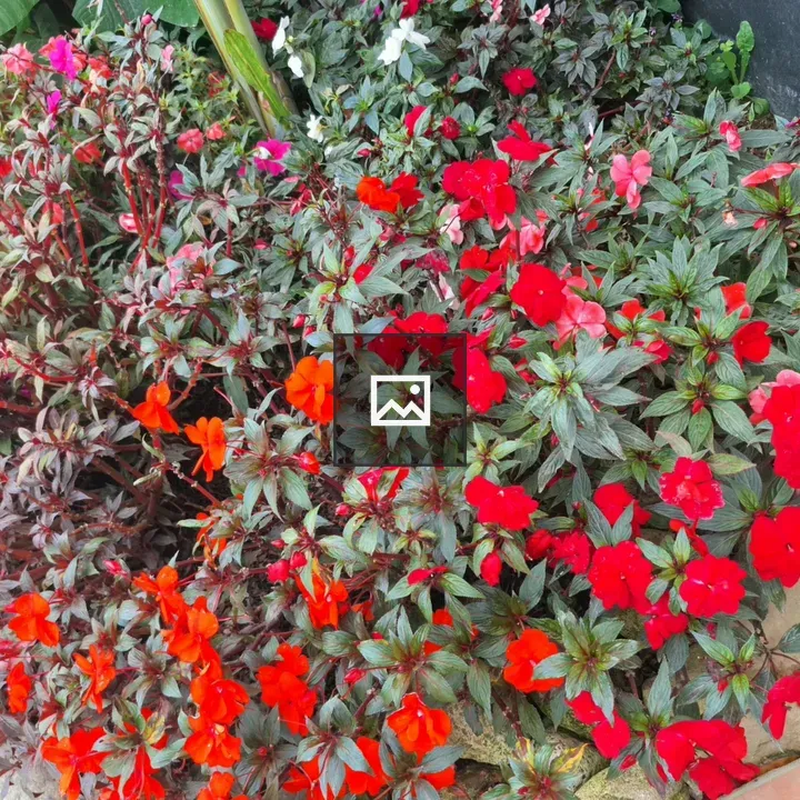 Impatiens Flower Cluster