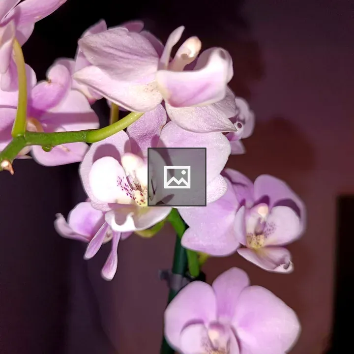 Lavender orchid close-up