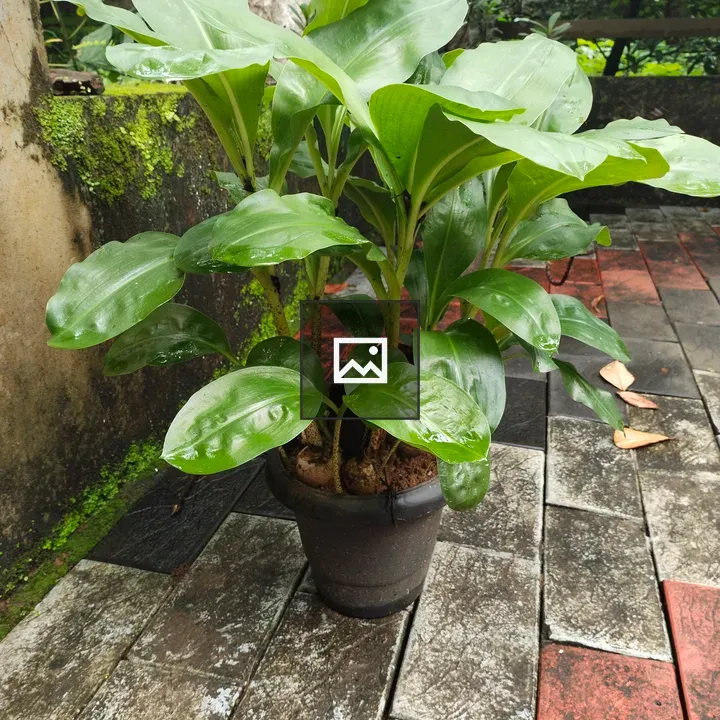 Peace Lily in a Pot