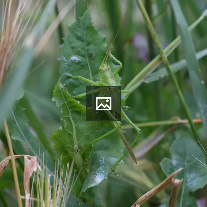 Green grasshopper on leafy plant