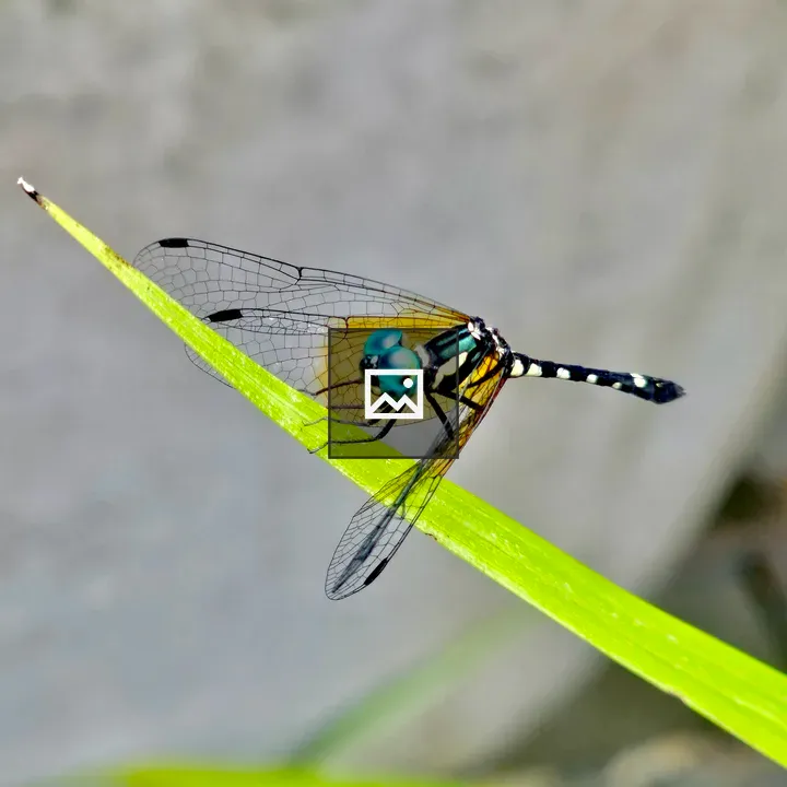 Pigmy skimmer dragonfly