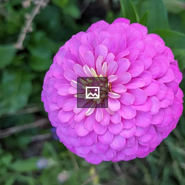 Zinnia Flower Round Bloom