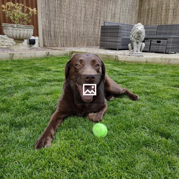Labrador with Tennis Ball