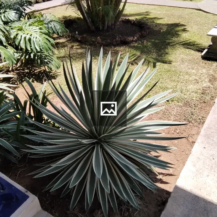 Spiky succulent plant close-up