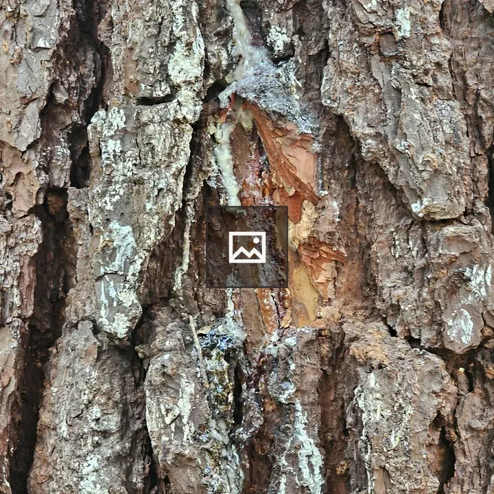 Pine Bark Close-Up