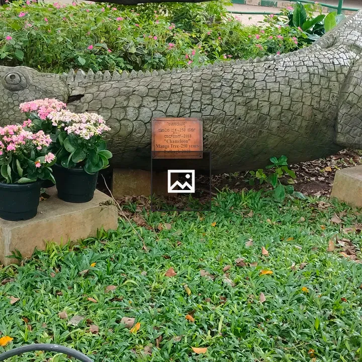 Wooden Chameleon Sculpture