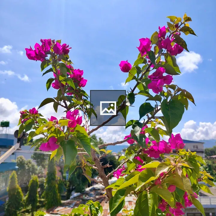 Bougainvillea with pink flowers