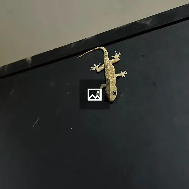 Gecko on a Black Cabinet