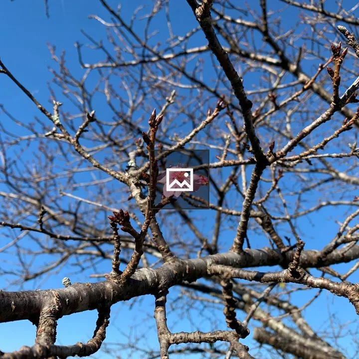 Pink cherry blossom on branch