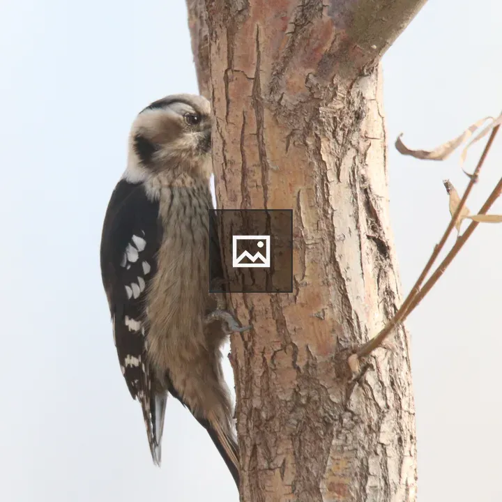 Woodpecker on Tree Trunk