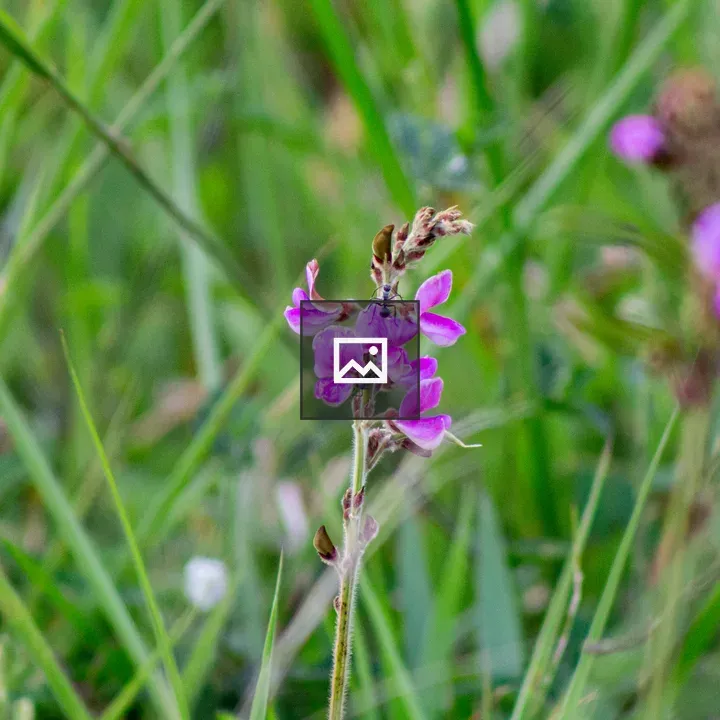 Purple flower stem