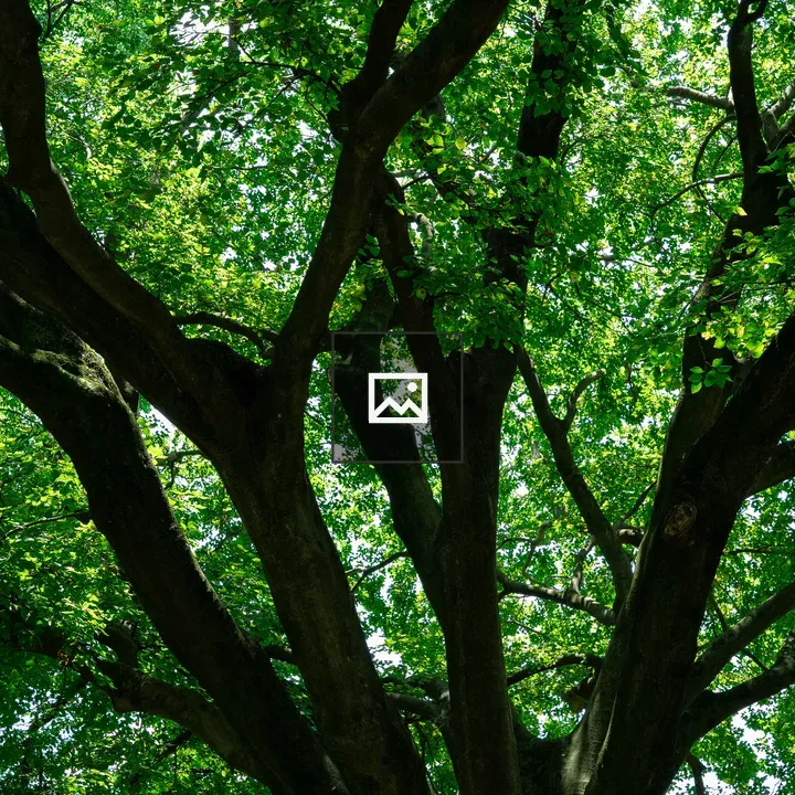 Large tree canopy with sunlight