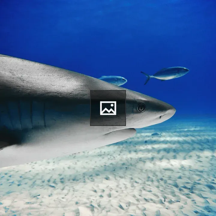 Caribbean Reef Shark Close-up