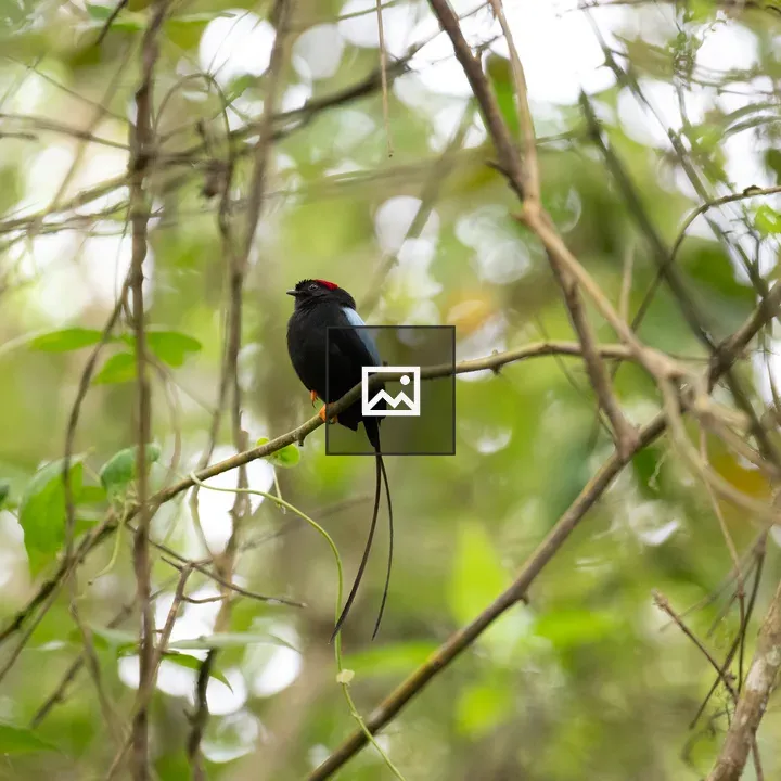Bird with Red Crown on Branch
