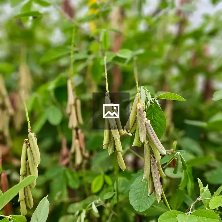 Pigeon pea pods on a leafy plant