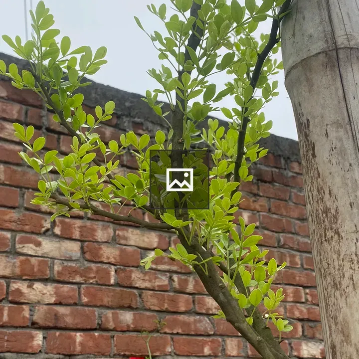 Young Green Leaves on Branch