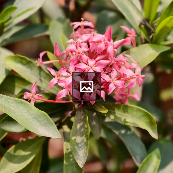 Ixora flower cluster with leaves