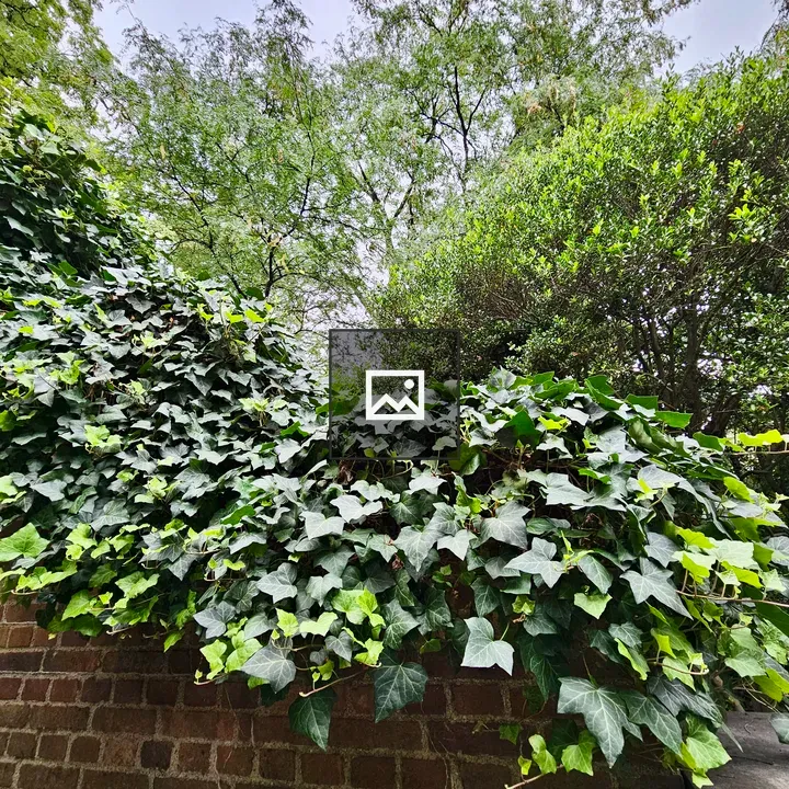 Red Brick Wall with Ivy